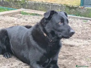 Meticcio cani Cane pastore meticcio - Annuncio 9