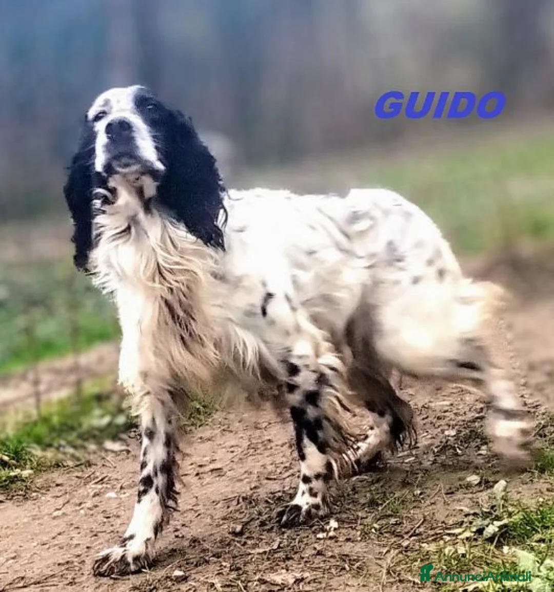 Setter Inglese cani in regalo: GUIDO buono, ama correre - Annuncio 1