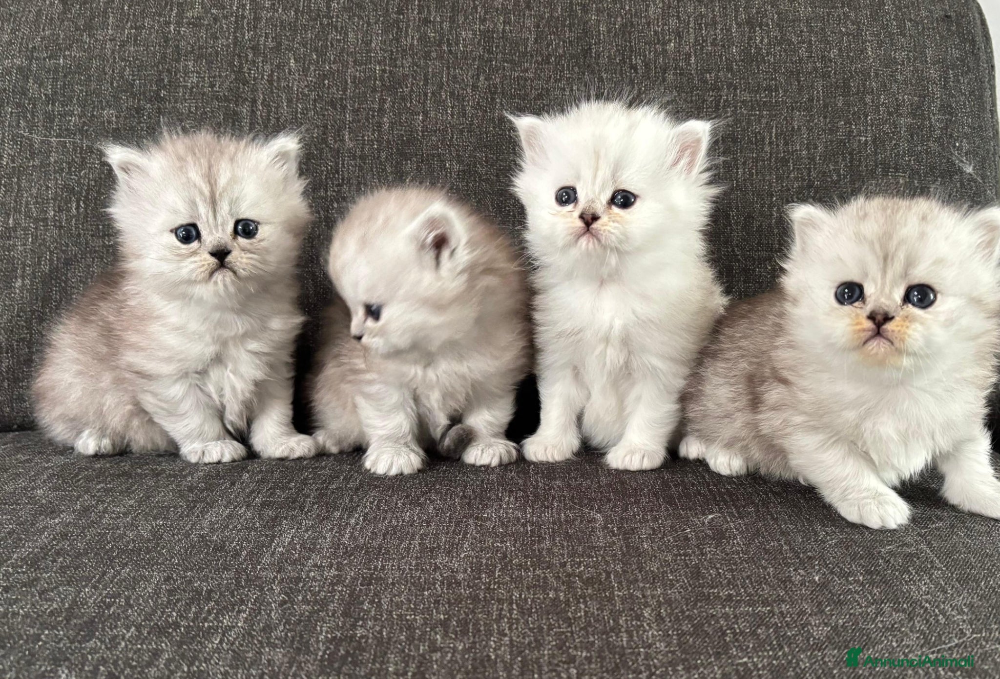 Persiano gatti Gattini Cuccioli Persiano  - Annuncio 1