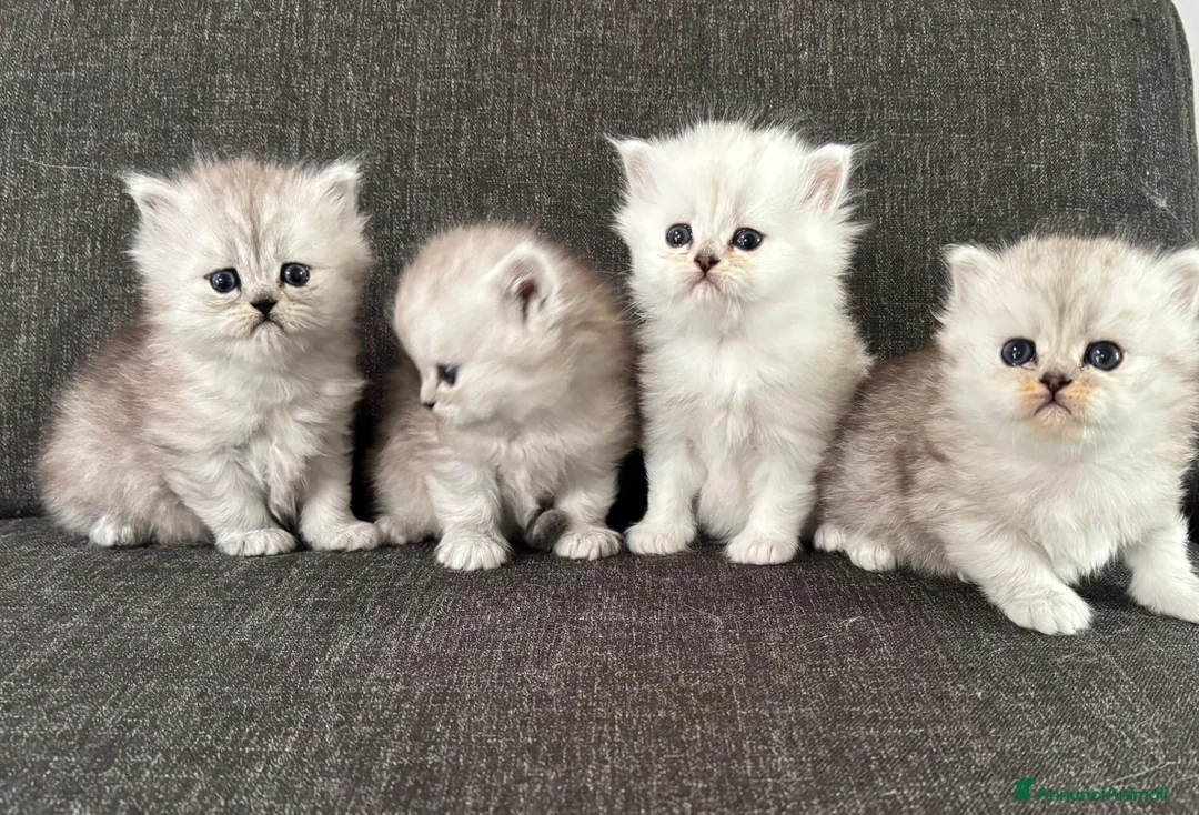 Persiano gatti in vendita: Gattini Cuccioli Persiano  - Annuncio 1