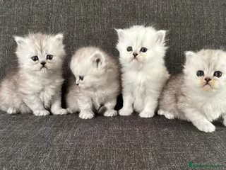 Persiano gatti Gattini Cuccioli Persiano - Annuncio 1