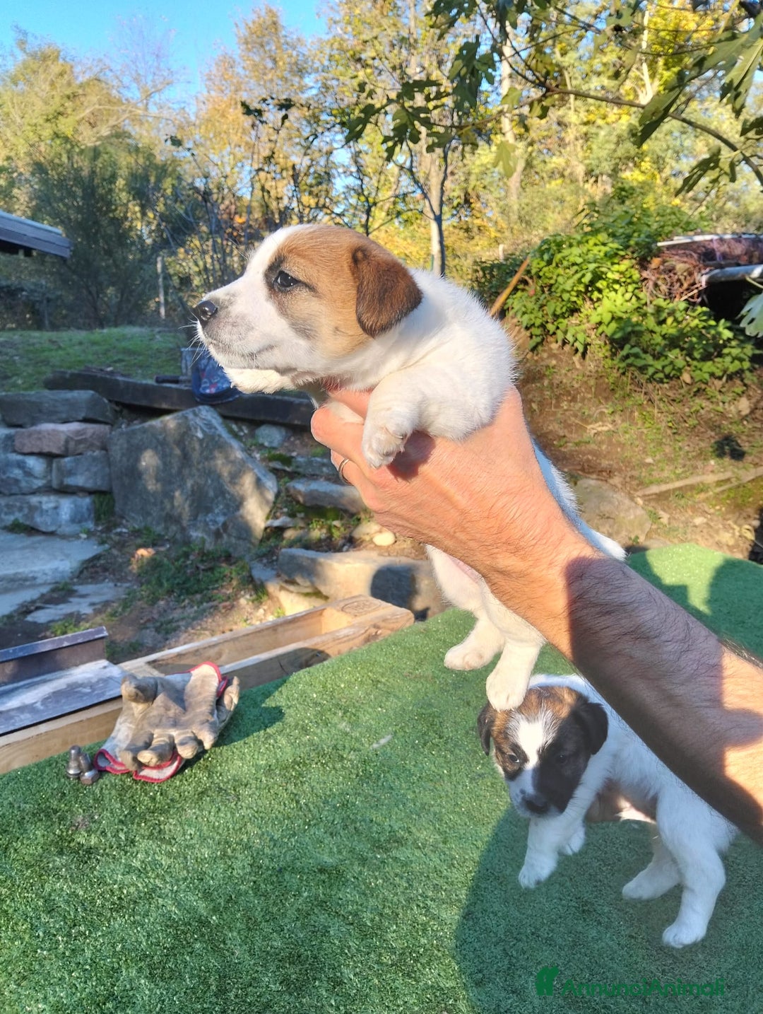 Jack Russell cani in vendita: Cuccioli jack russel  - Annuncio 6