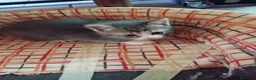 Europeo gatti in regalo: MAMMA E CUCCIOLO CERCANO CASA❤️ - Annuncio 5