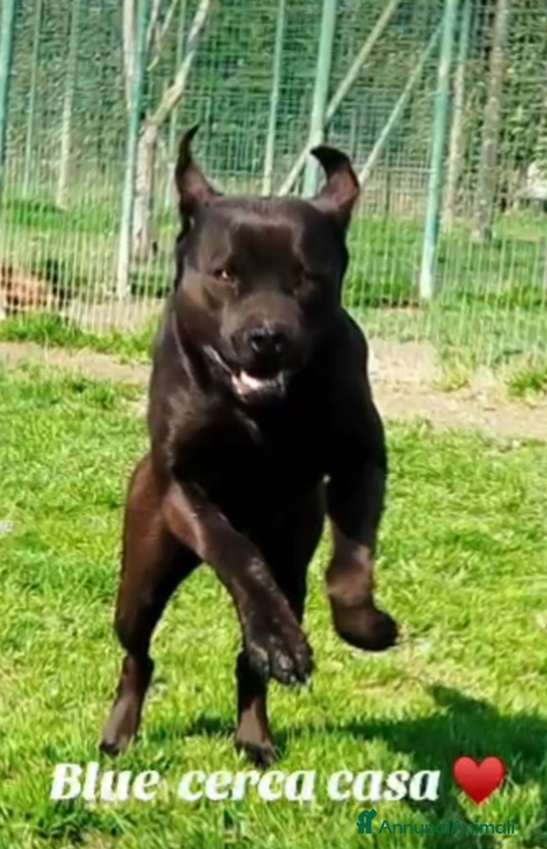 Meticcio cani in regalo: Simil Corso splendido dimenticato in rifugio.PV  - Annuncio 4