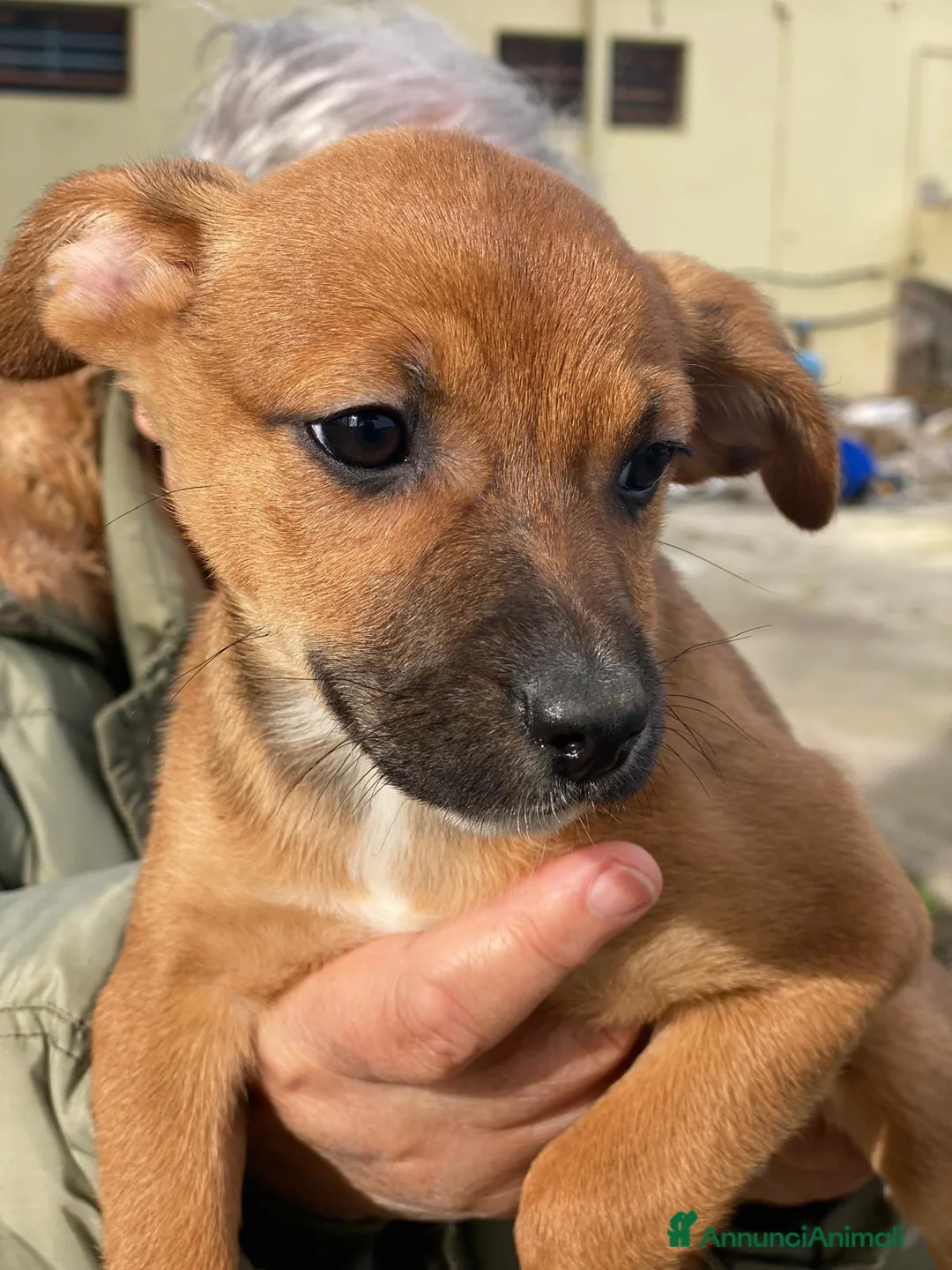 Meticcio cani in regalo: BALLERINA🩷-cucciola futura taglia medio/piccola🥰 - Annuncio 3