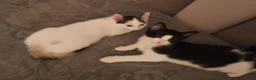 Europeo gatti in regalo:  ​🐾 QUATTRO MERAVIGLIOSI GATTINI CERCANO CASA! 🏡 - Annuncio 5