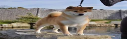 Shiba Inu cani in vendita: Cuccioli SHIBA INU  - Annuncio 7