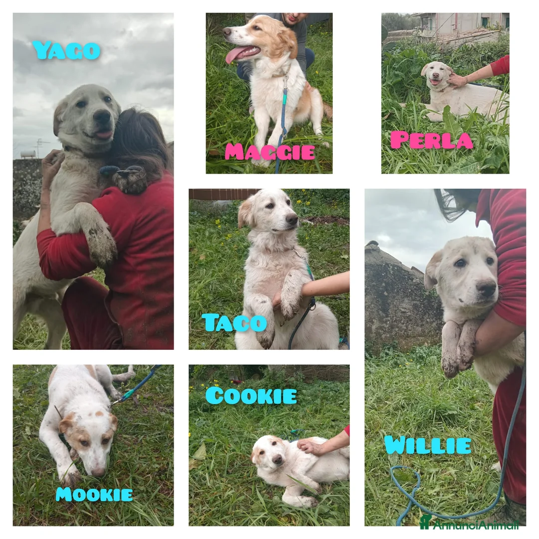 Meticcio cani in regalo: UNA MAMMA PER MEGGY - Annuncio 2