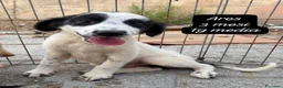 Meticcio cani in regalo: Trovatelli cercano urgentemente casa  a Provincia di Monza e della Brianza - Annuncio 6