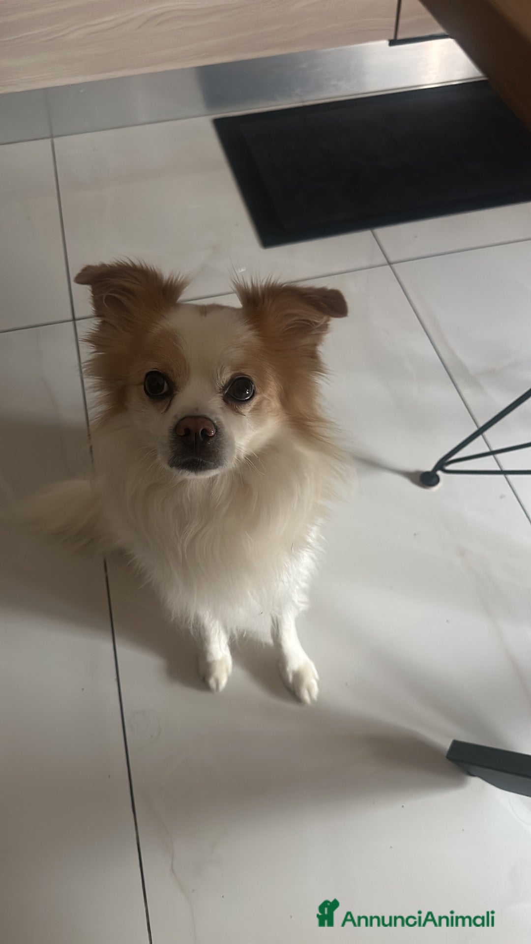 Meticcio cani per accoppiamento: Spyro cerca fidanzatina - Annuncio 1