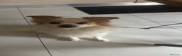 Meticcio cani per accoppiamento: Spyro cerca fidanzatina a Provincia di Chieti - Annuncio 1
