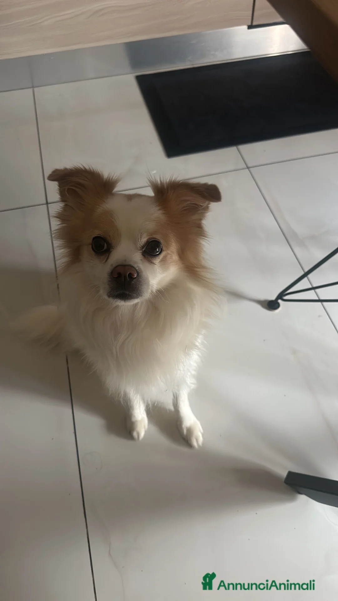 Meticcio cani per accoppiamento: Spyro cerca fidanzatina a Provincia di Chieti - Annuncio 1