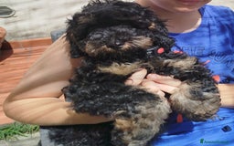 Barboncino cani in vendita: barboncini Phantom  - Immagine 1