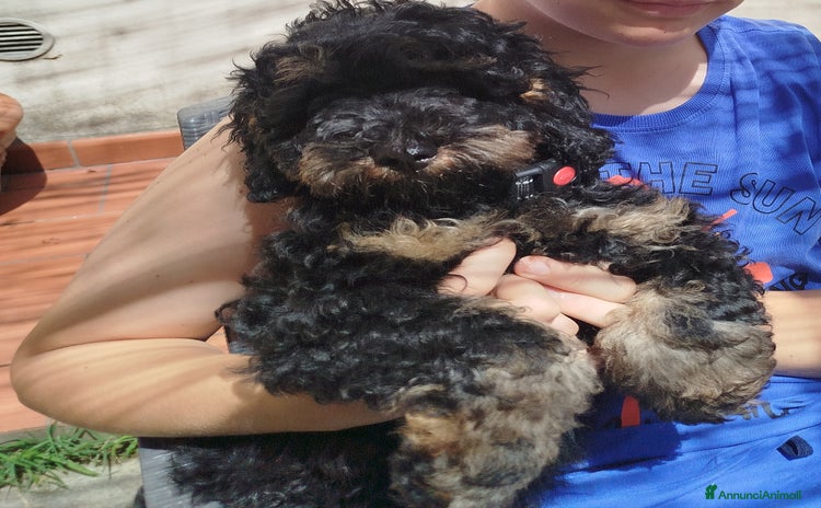 Barboncino cani - Annuncio 2