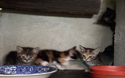 Altre razze gatti in vendita: 7 allegri batuffoli in cerca di casa a Province of Brescia - Immagine 9