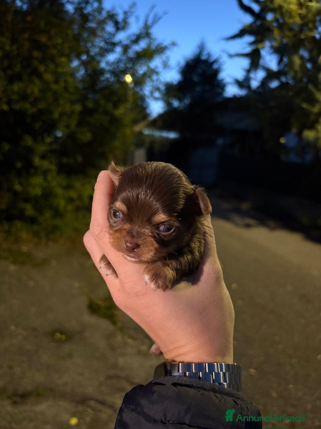 Chihuahua cani in vendita: Chihuahua  - Annuncio 4
