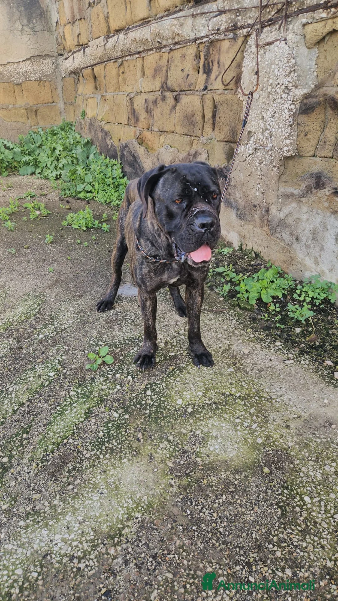 Cane Corso cani in regalo: Lucia: cane corso maltrattata dolcissima  - Annuncio 3