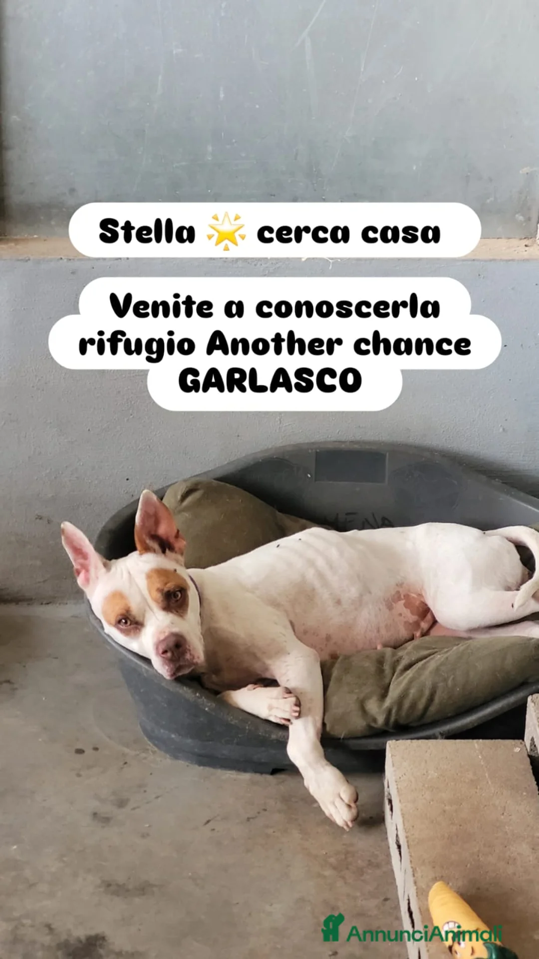 Meticcio cani in regalo: STELLA a Provincia di Pavia - Annuncio 2