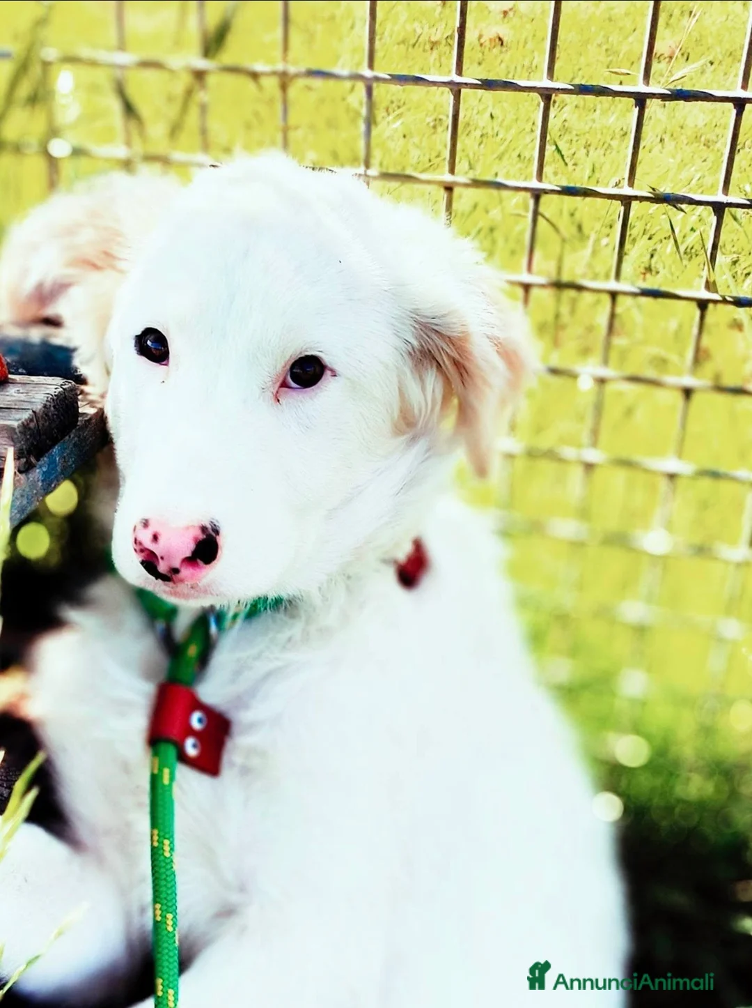Pastore Maremmano cani in regalo: Romolo e Remo splendidi cuccioli taglia grande  a Città metropolitana di Milano - Annuncio 5