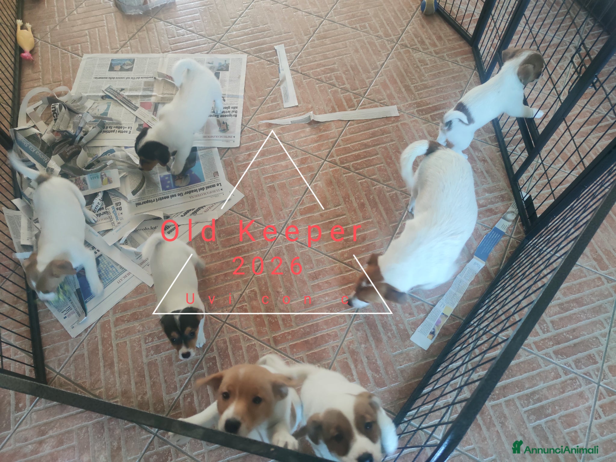 Jack Russell cani Cucciolata Jack Russelle Terrier con Pedigree - Annuncio 1