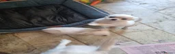 Chihuahua cani in vendita: Cucciolo di chihuahua   - Annuncio 2