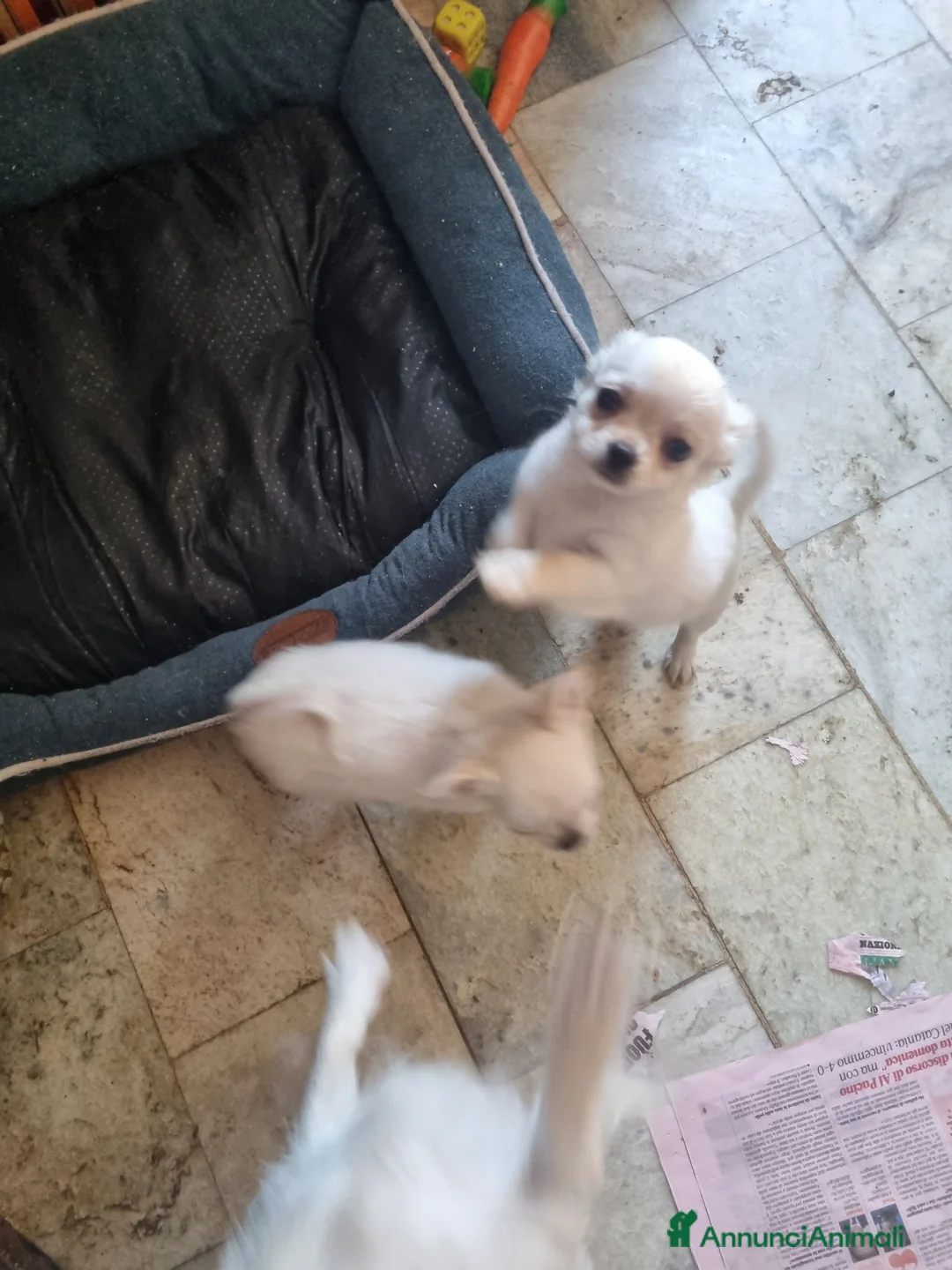 Chihuahua cani in vendita: Cucciolo di chihuahua   - Annuncio 2