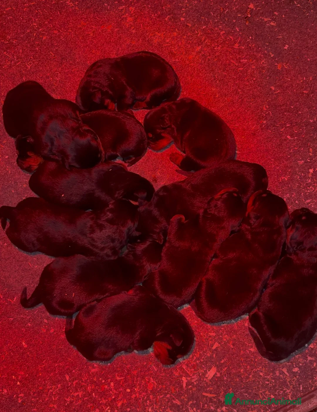 Rottweiler cani in vendita: Cuccioli di rottweiler - Annuncio 7