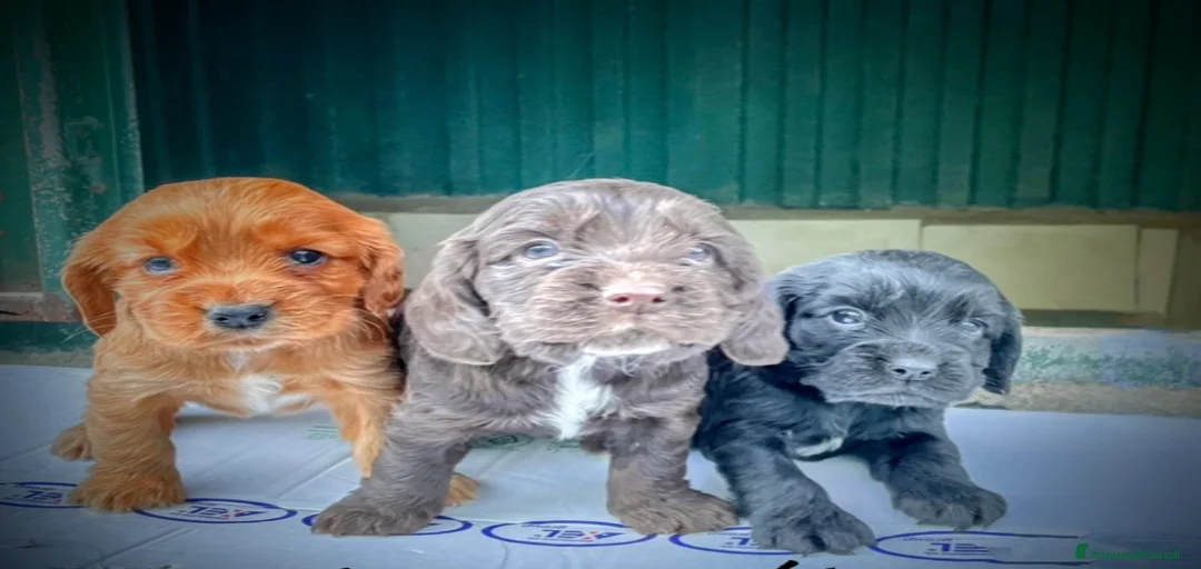 Immagine della galleria {{count}}