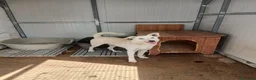 Meticcio cani in regalo: ERIS 🩷 aspetta solo di essere scelta 🥺 a Provincia della Spezia - Annuncio 2