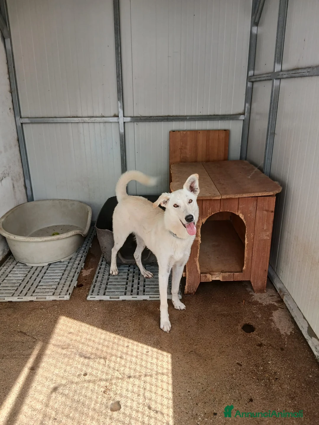 Meticcio cani in regalo: ERIS 🩷 aspetta solo di essere scelta 🥺 a Provincia della Spezia - Annuncio 2