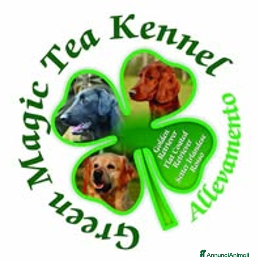 Immagine della galleria {{count}}