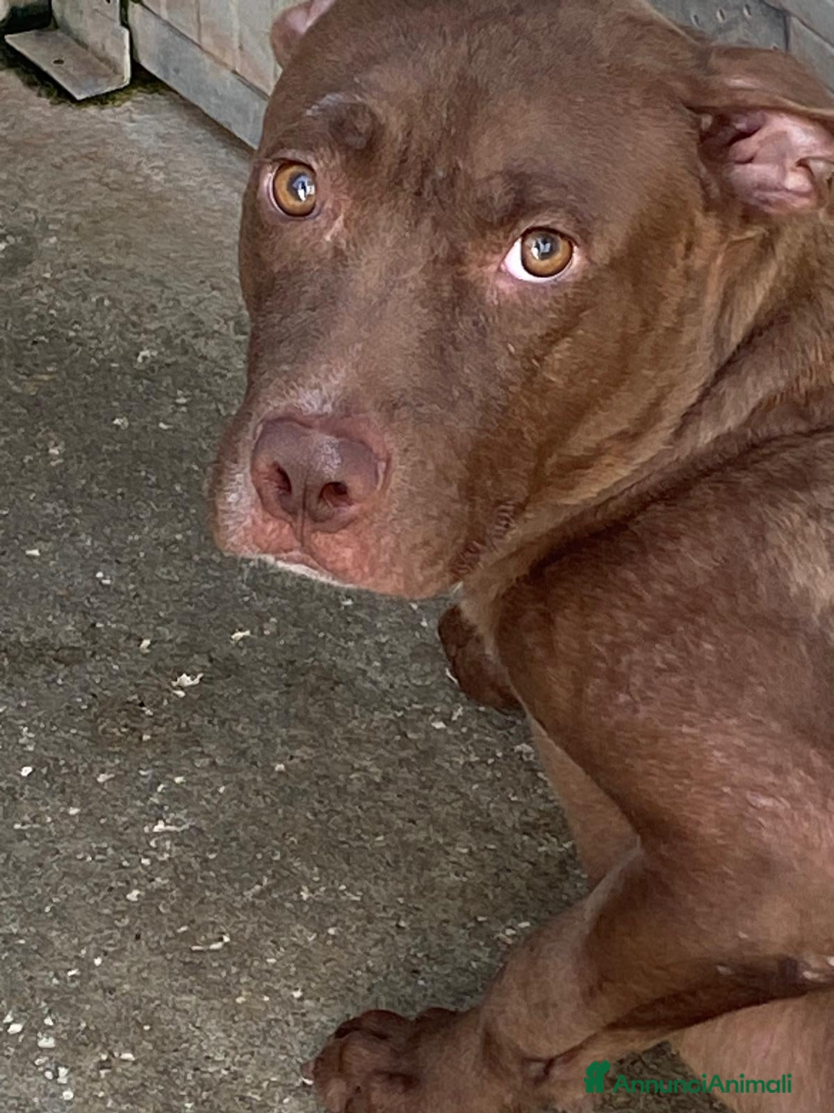 Pitbull cani Bruno - Annuncio 1