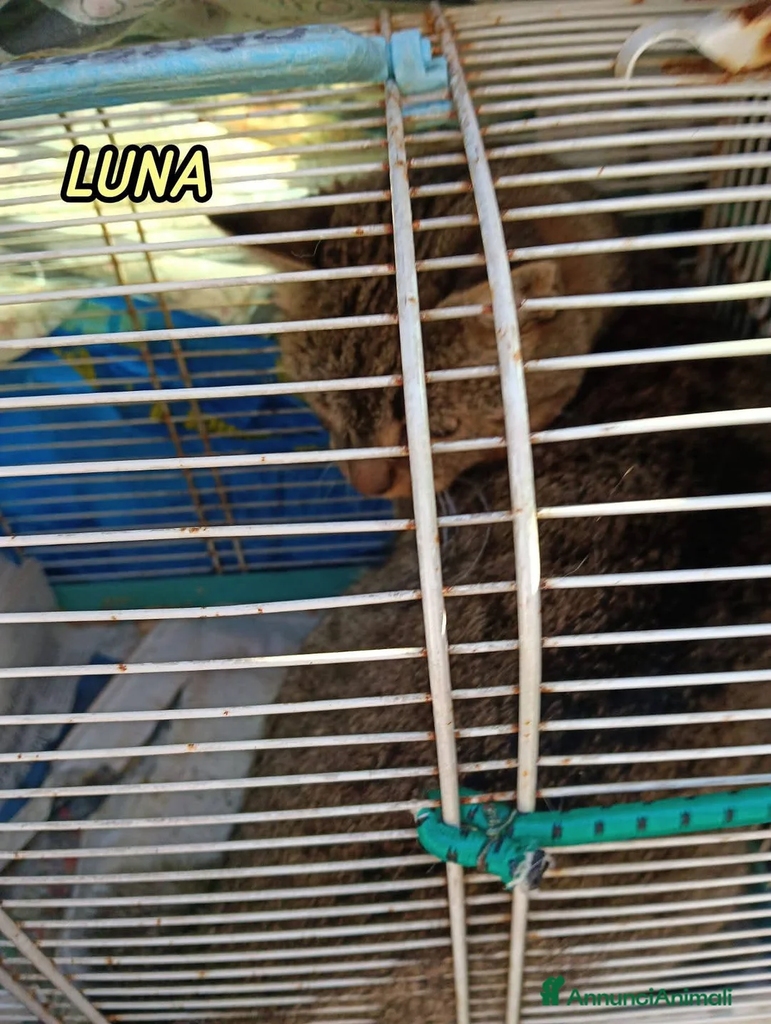 Europeo gatti in regalo: LUNA DOLCISSIMA GATTINA - Annuncio 2