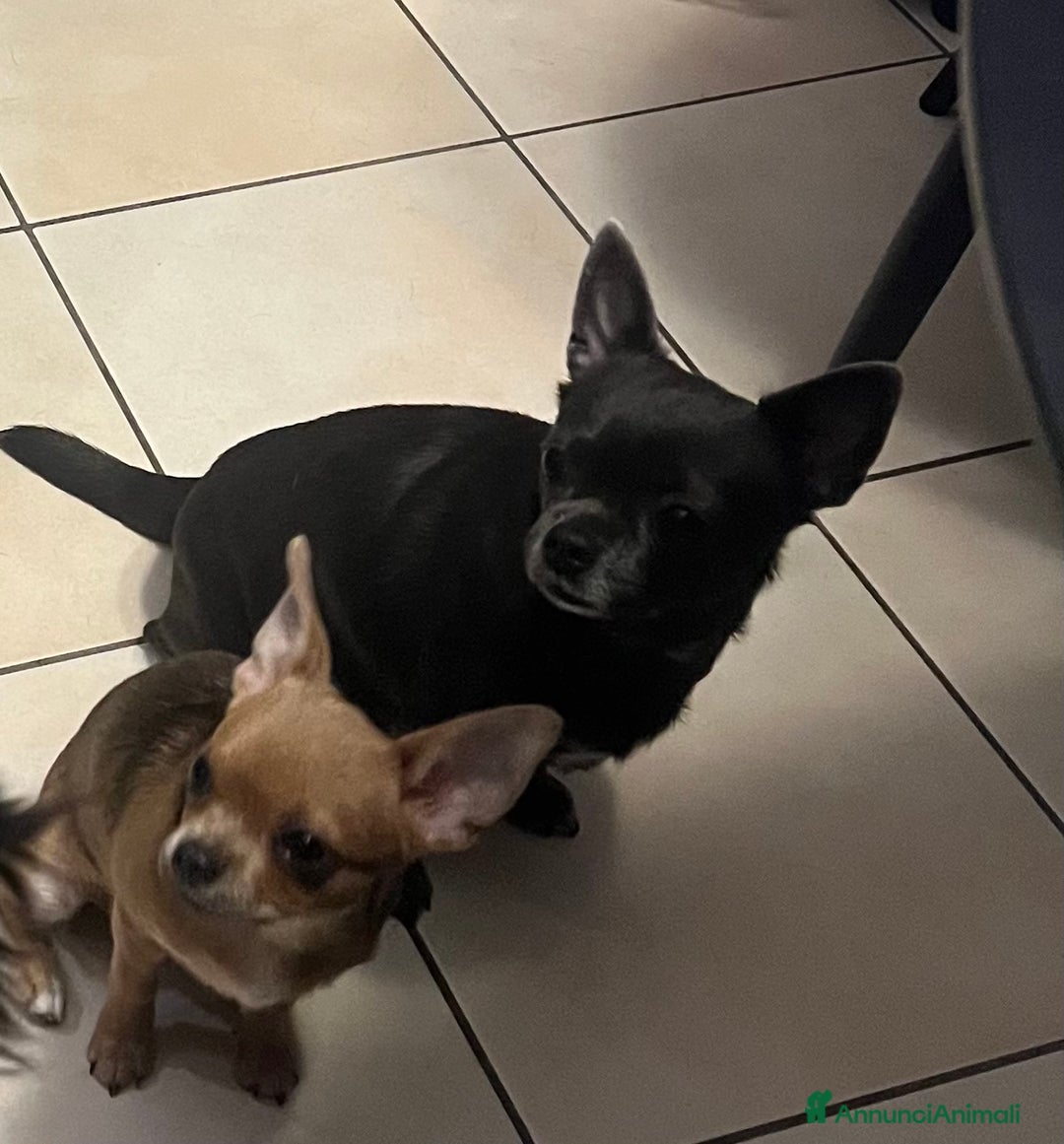 Chihuahua cani in vendita: Chihuahua femmina pedigree Enci pelo corto fulvo - Annuncio 1