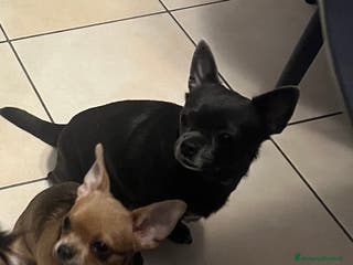 Chihuahua cani Chihuahua femmina pedigree Enci pelo corto fulvo - Annuncio 26