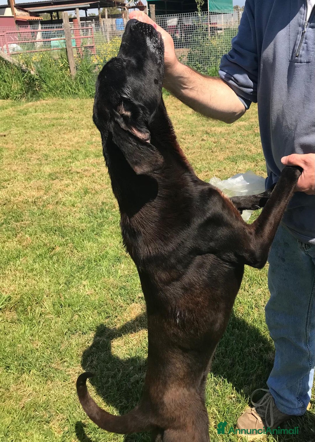 Meticcio cani in regalo: Cola giovanissima simil labrador a Provincia di Latina - Annuncio 6