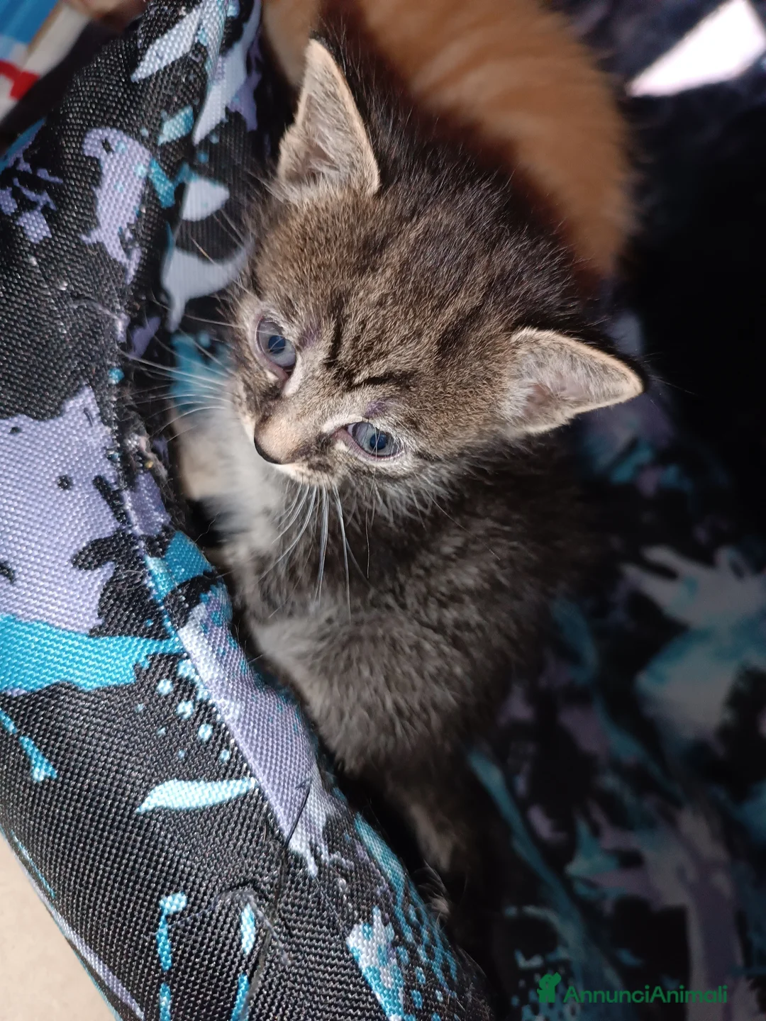 Europeo gatti in vendita: Gattina dolcissima e sveglissima  - Annuncio 2