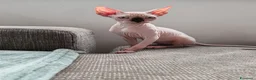 Sphynx gatti in vendita: Disponibili splendidi cuccioli di Sphynx ✨ - Annuncio 21