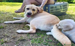 Labrador cani in vendita: labrador Gialli a Provincia di Asti - Immagine 5