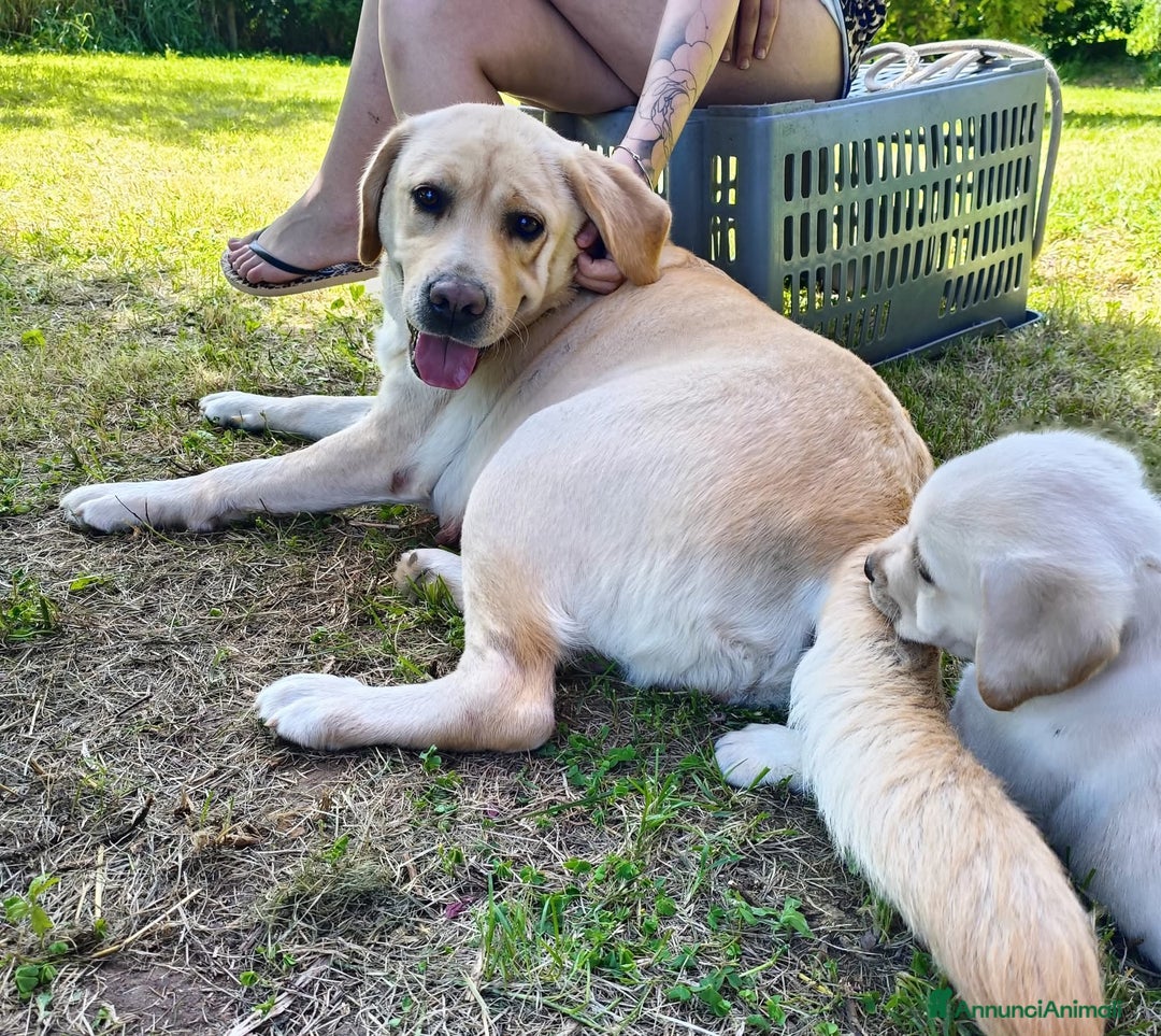 Labrador cani in vendita: labrador Gialli a Provincia di Asti - Immagine 5