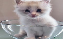 Ragdoll gatti in vendita: ANFI 2 cuccioli Ragodoll disponibili. Milano.. a Città metropolitana di Milano - Immagine 1