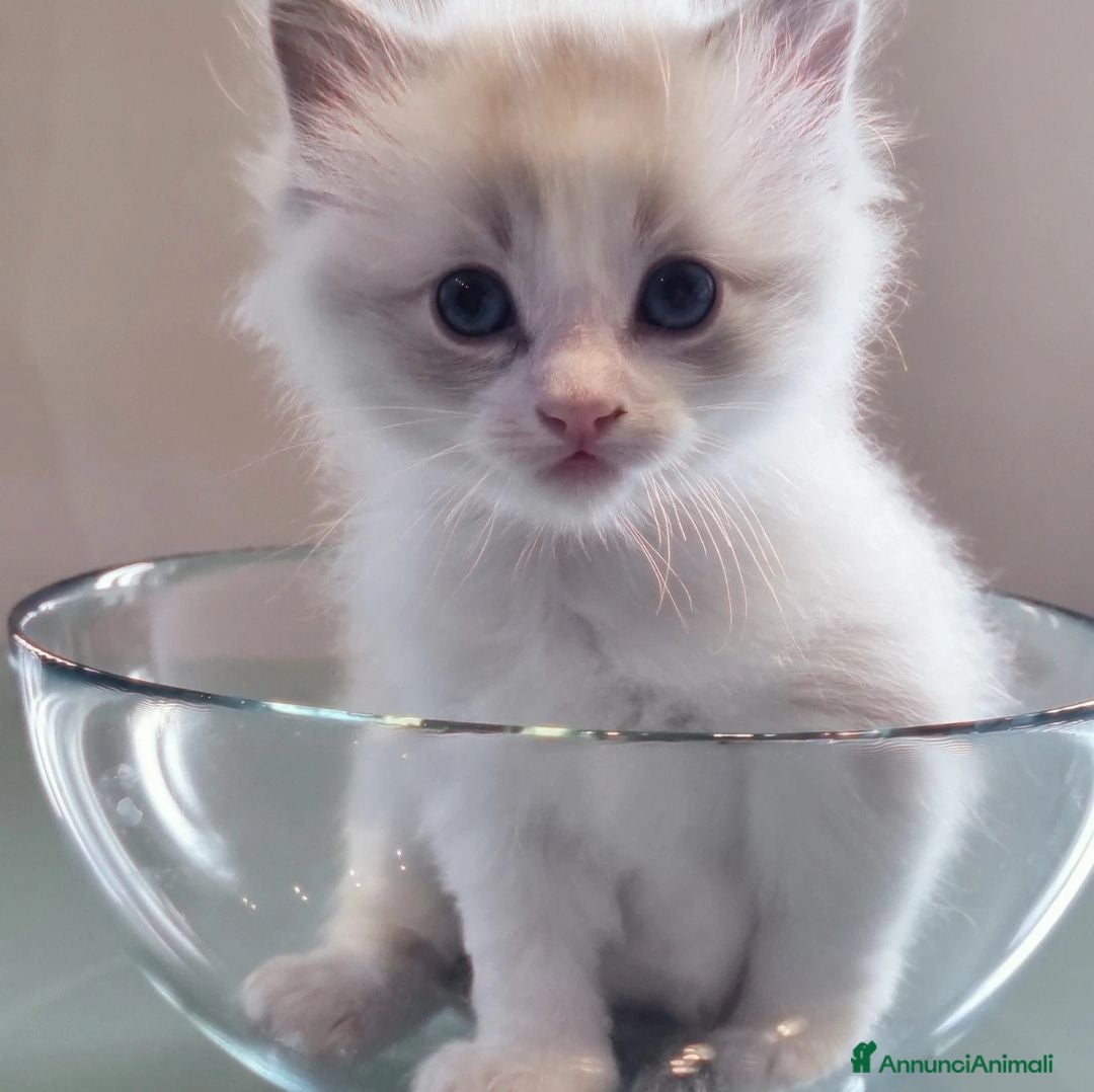 Ragdoll gatti in vendita: ANFI 2 cuccioli Ragodoll disponibili. Milano.. a Città metropolitana di Milano - Immagine 1
