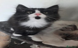 Siberiano gatti in vendita: Gatti cuccioli Siberiani ipoallergenici a Provincia di Forlì-Cesena - Immagine 11