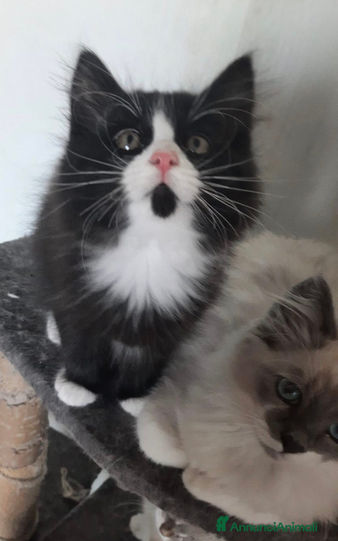 Siberiano gatti in vendita: Gatti cuccioli Siberiani ipoallergenici a Provincia di Forlì-Cesena - Immagine 11