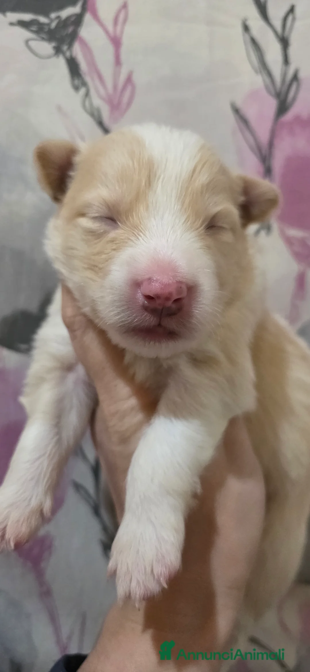 Border Collie cani in vendita: Border collie A  a Provincia di Alessandria - Annuncio 2