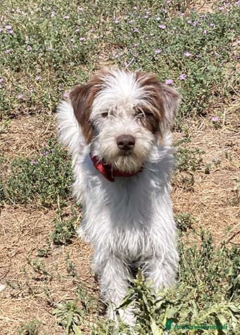 Altre razze cani ISOTTA, 8 kg di dolcezza a Città metropolitana di Roma Capitale - Annuncio 33