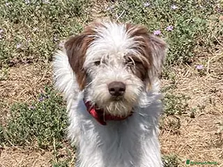 Altre razze cani ISOTTA, 8 kg di dolcezza a Città metropolitana di Roma Capitale - Annuncio 12