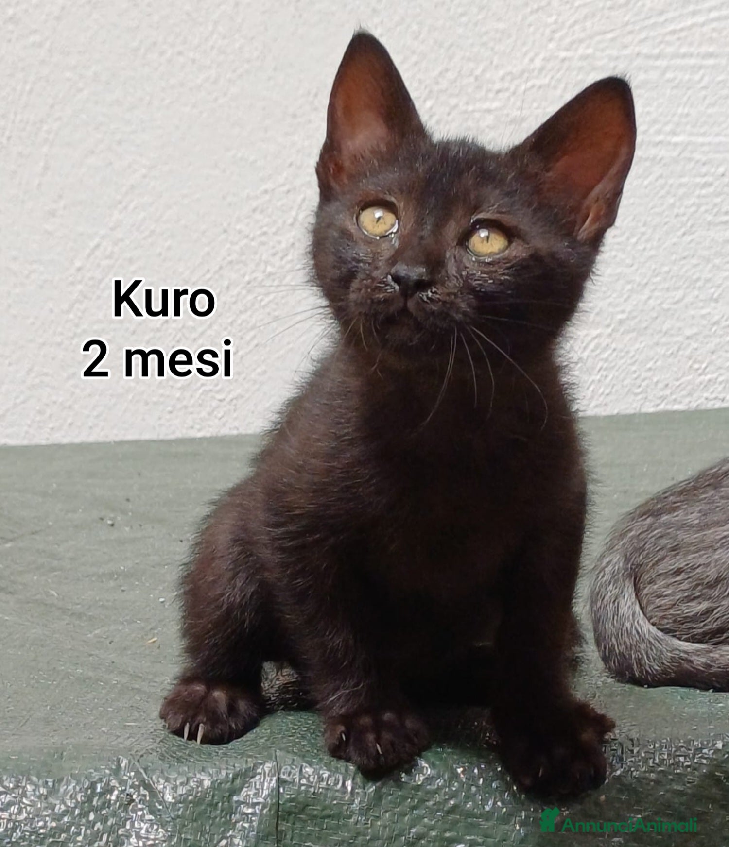 Meticcio gatti GATTINI SOLI E BISOGNOSI  - Annuncio 2