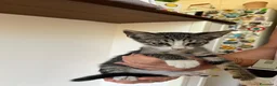 Meticcio gatti in regalo: GATTINE TENERE E GATTA ADULTA - Annuncio 2