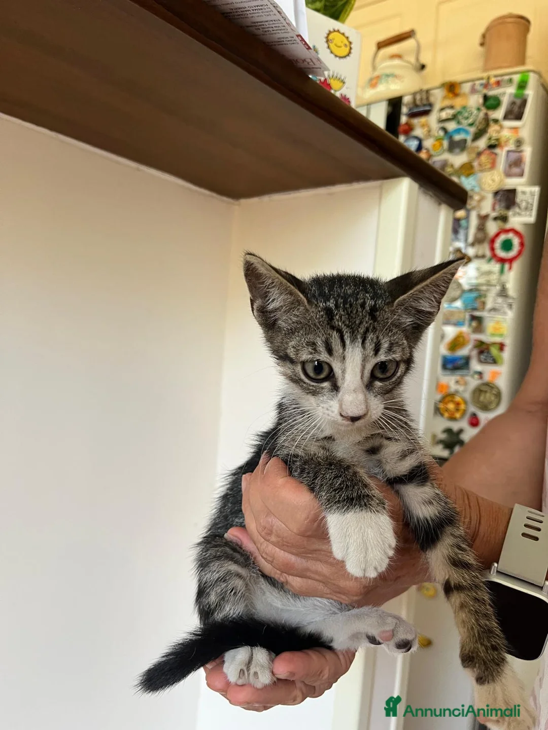 Meticcio gatti in regalo: GATTINE TENERE E GATTA ADULTA - Annuncio 2